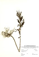 藏品(臺灣馬蘭)的圖片